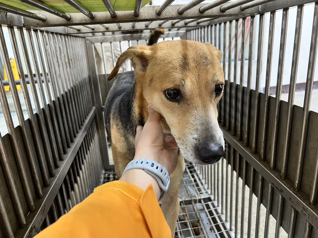 The dog, from the shelter's listing