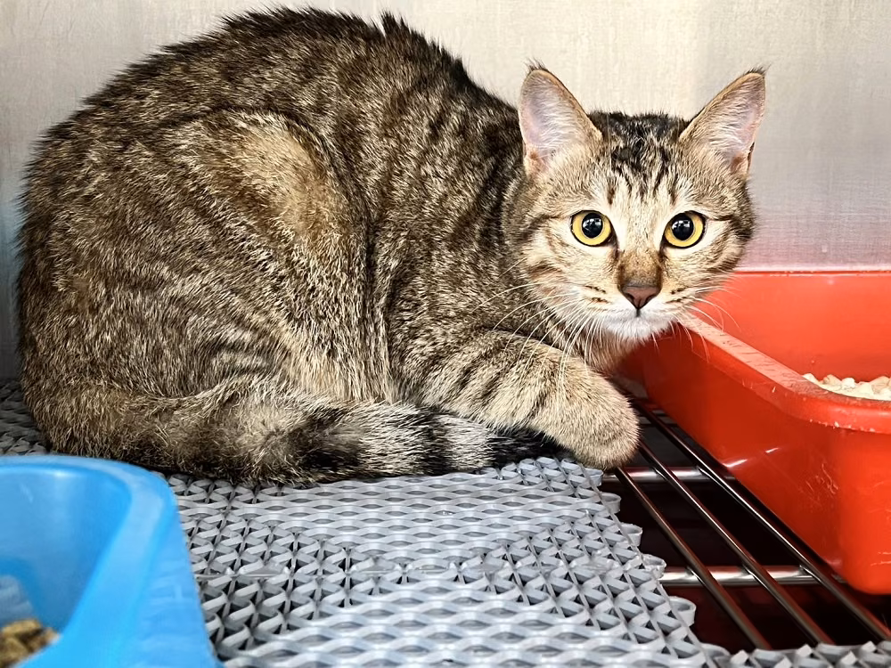 The cat, from the shelter's listing