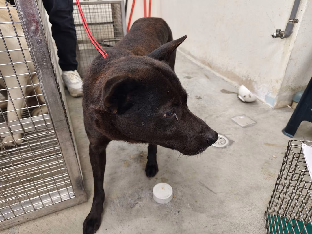 The dog, from the shelter's listing