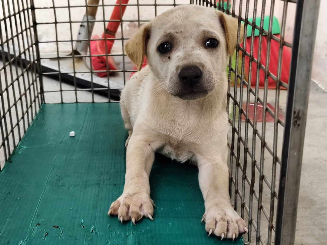 The dog, from the shelter's listing