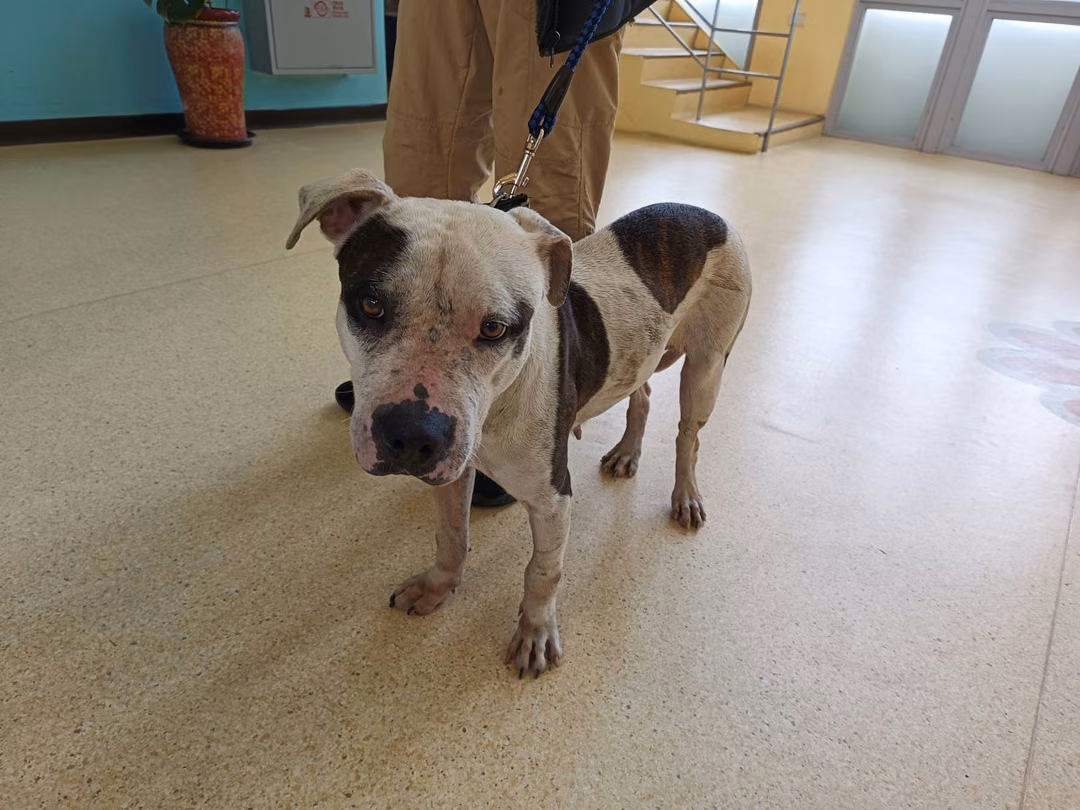 The dog, from the shelter's listing