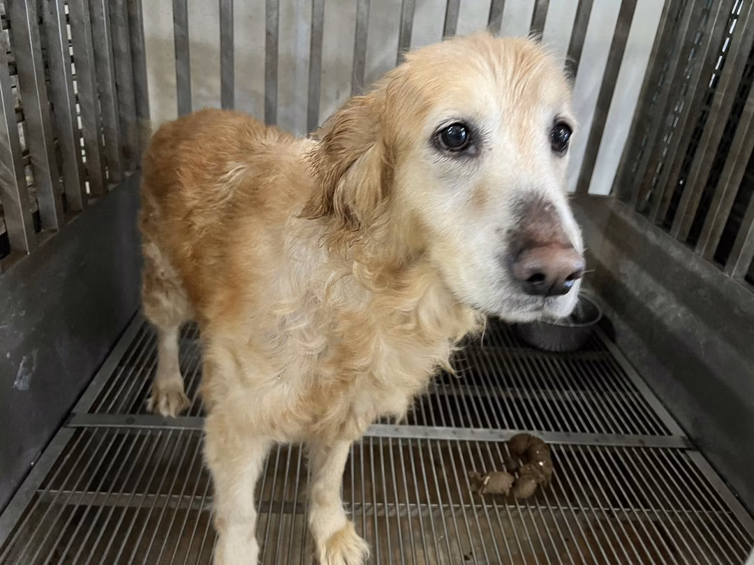 The dog, from the shelter's listing