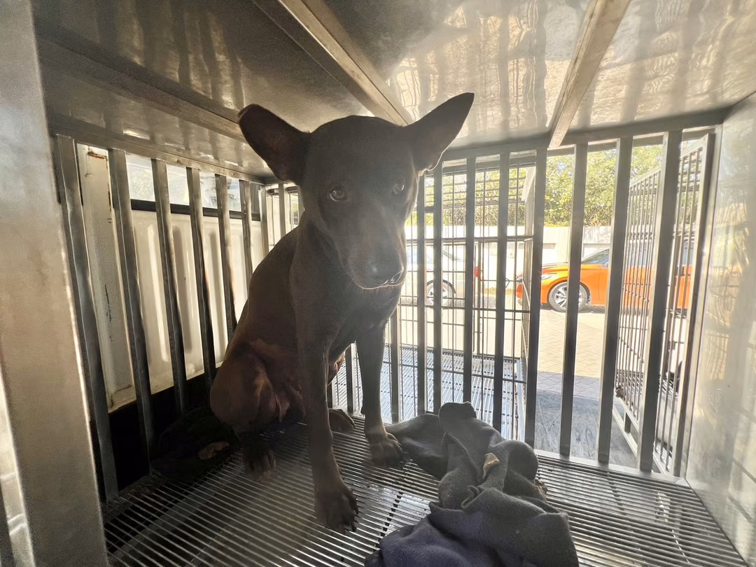 The dog, from the shelter's listing