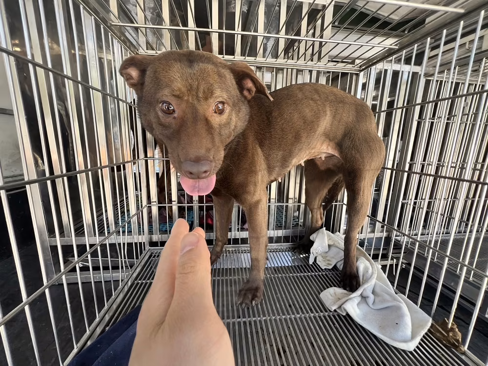 The dog, from the shelter's listing