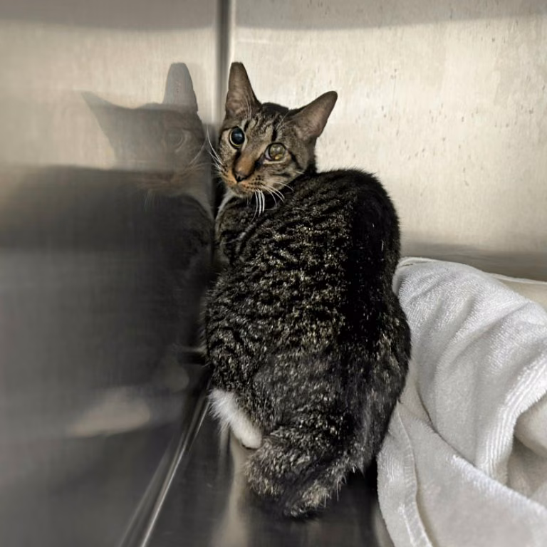 The cat, from the shelter's listing
