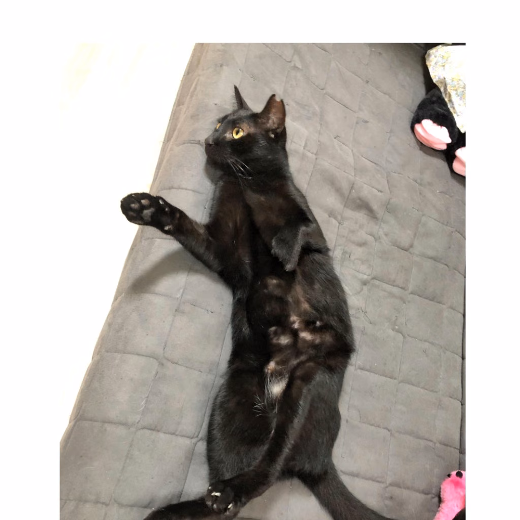 The cat, from the shelter's listing