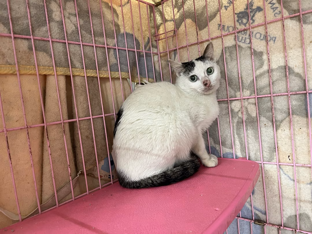The cat, from the shelter's listing