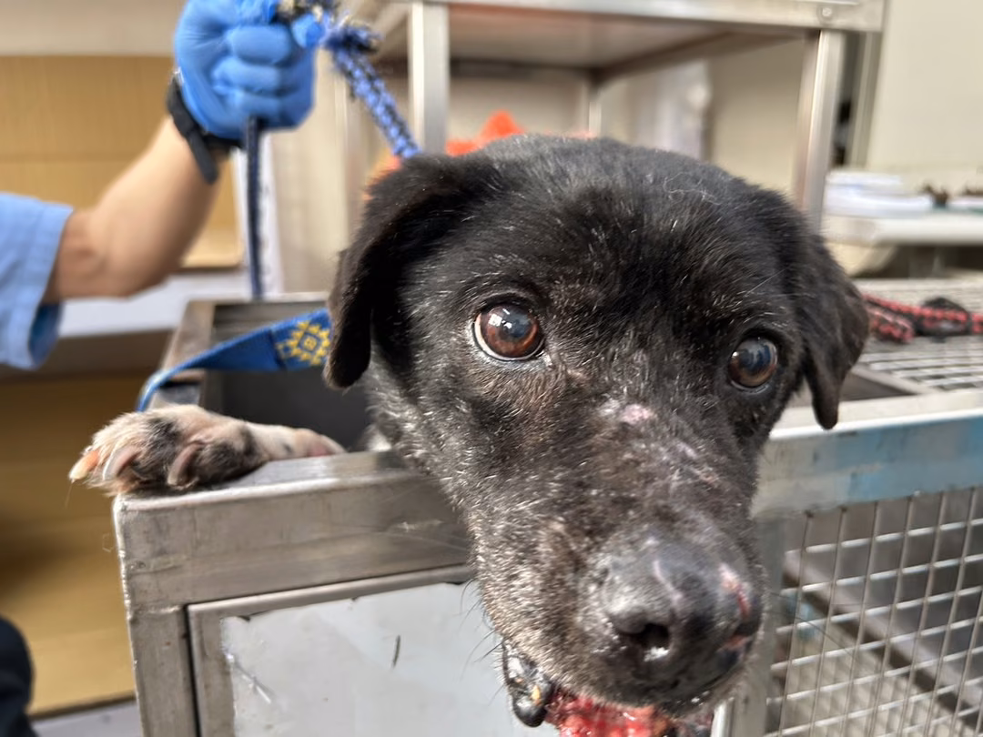 The dog, from the shelter's listing