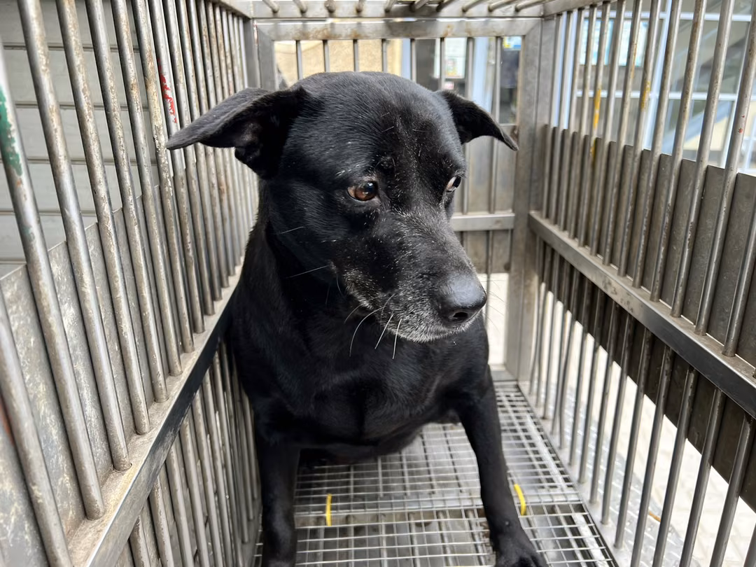 The dog, from the shelter's listing