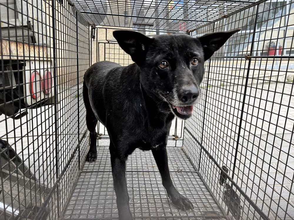 The dog, from the shelter's listing