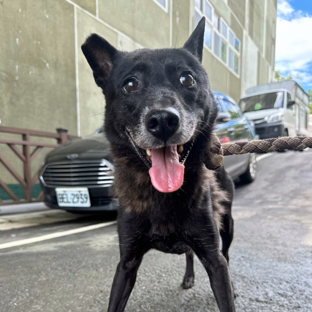 The dog, from the shelter's listing