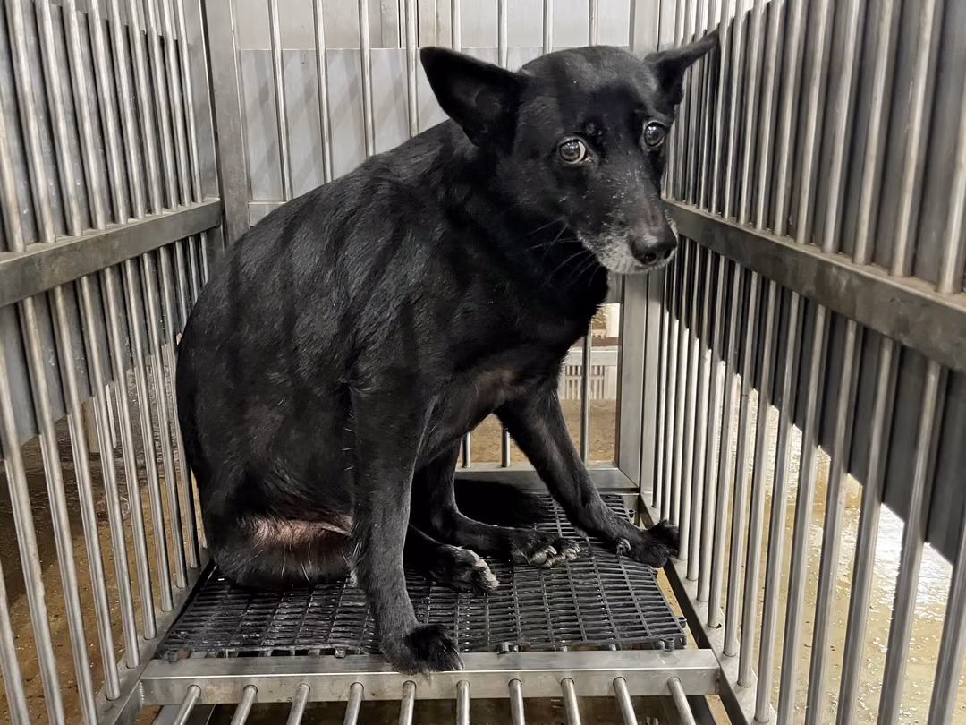The dog, from the shelter's listing