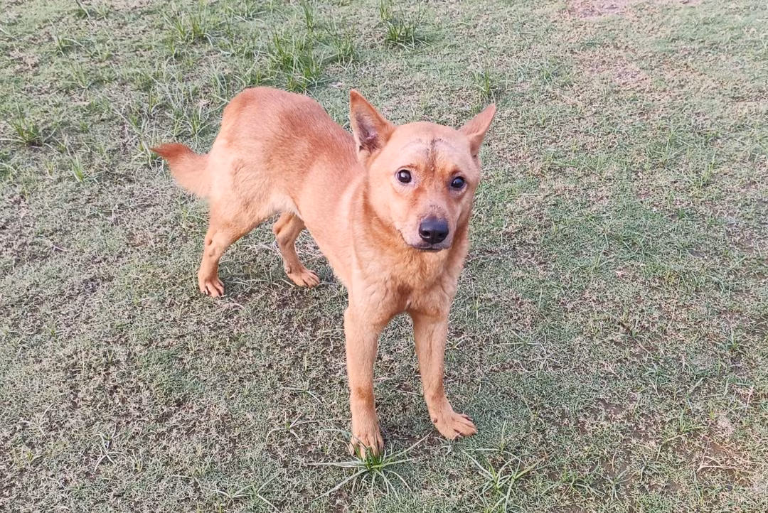 The dog, from the shelter's listing