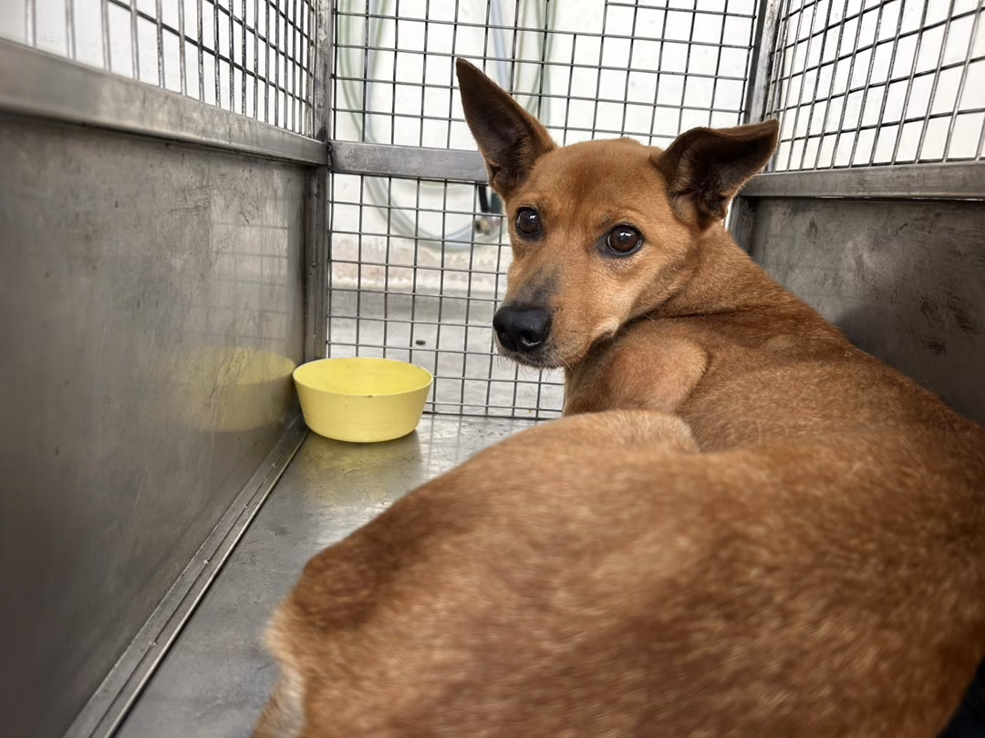 The dog, from the shelter's listing