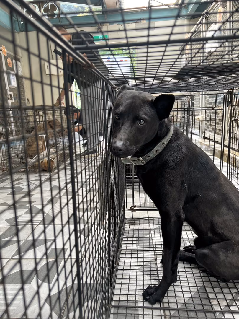 The dog, from the shelter's listing