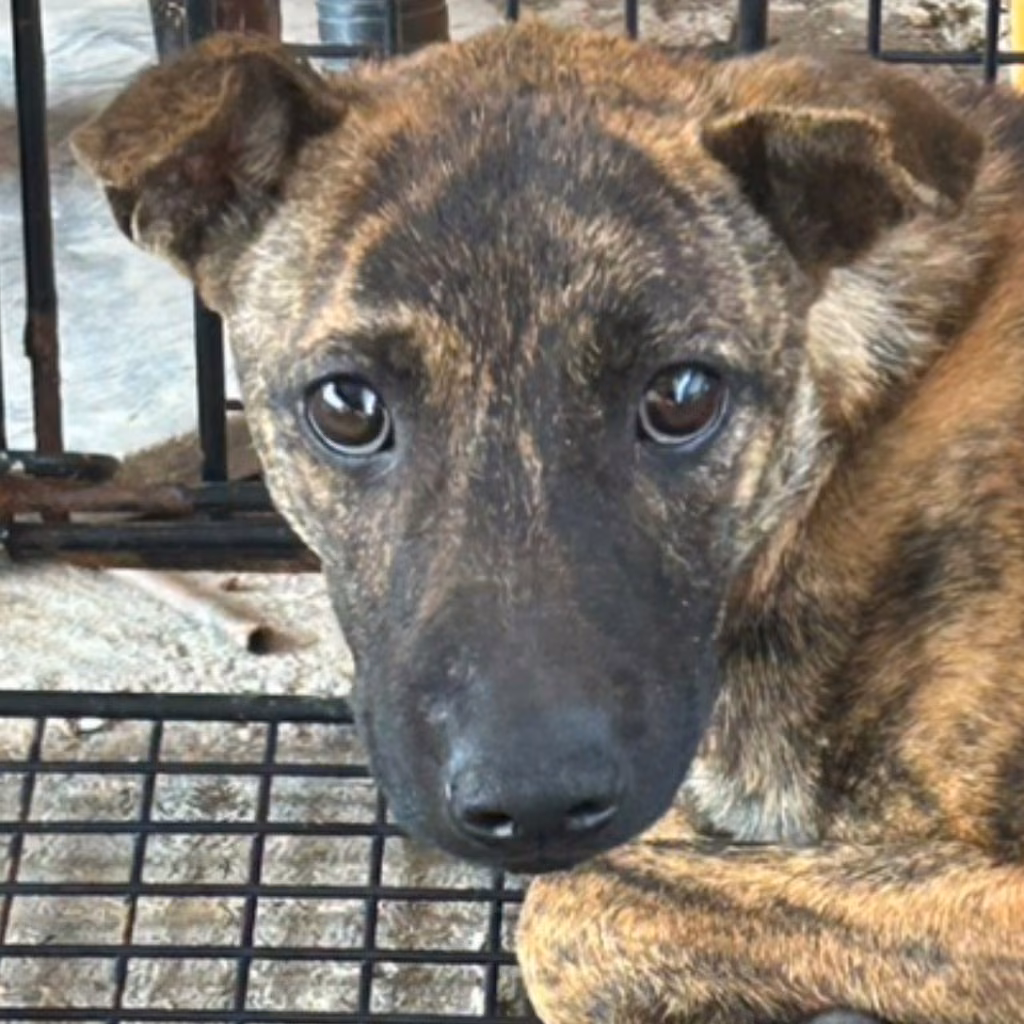 The dog, from the shelter's listing