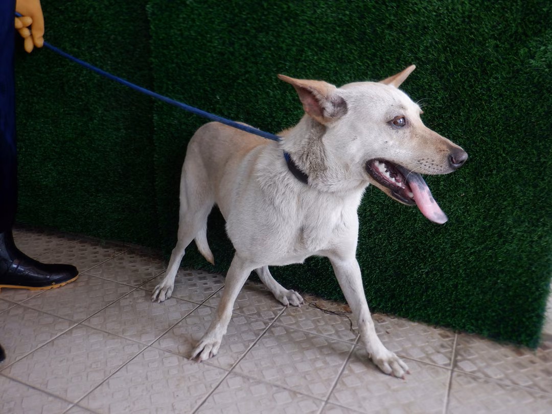 The dog, from the shelter's listing