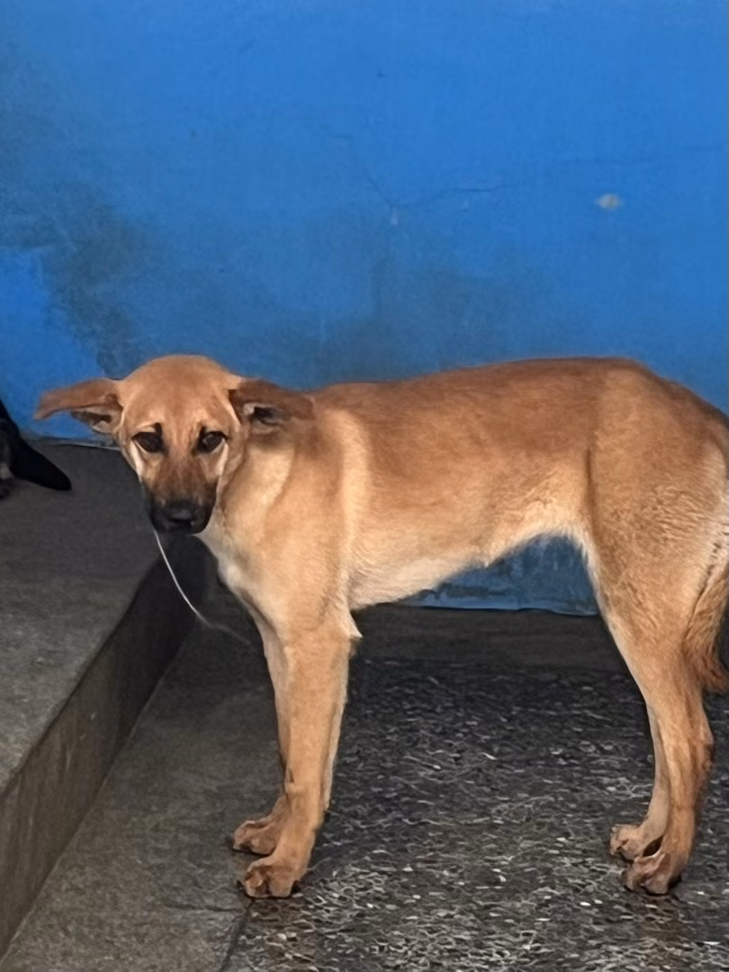 The dog, from the shelter's listing