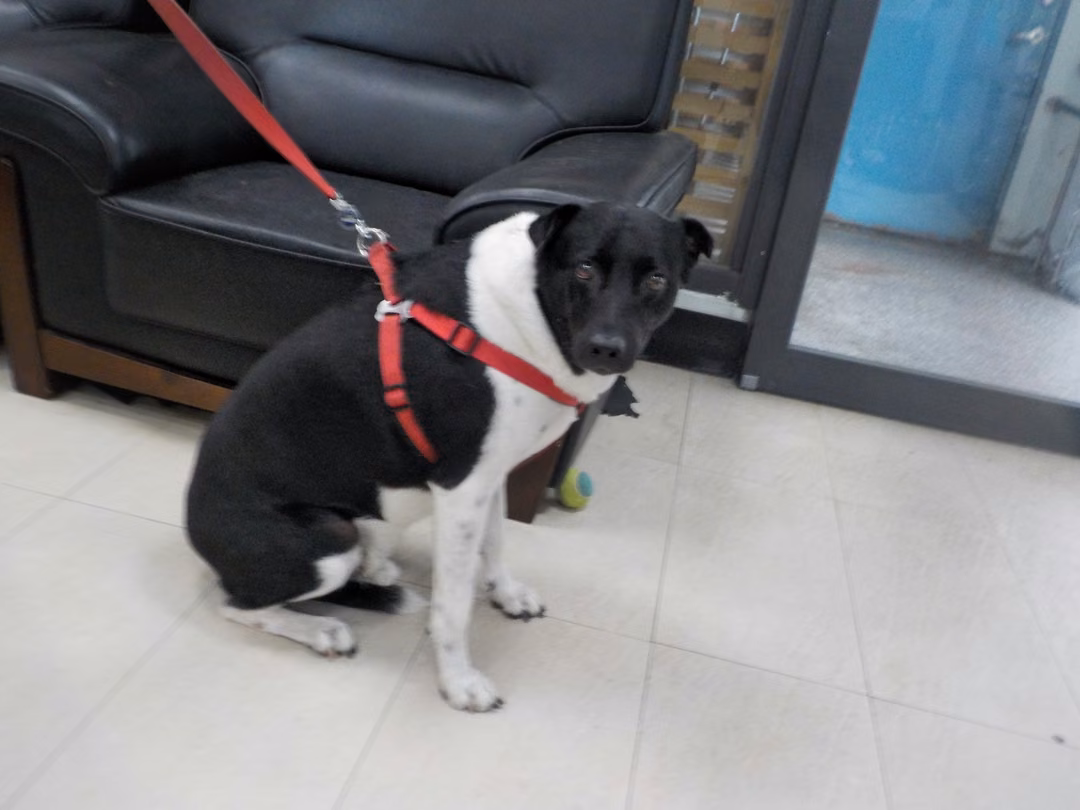 The dog, from the shelter's listing