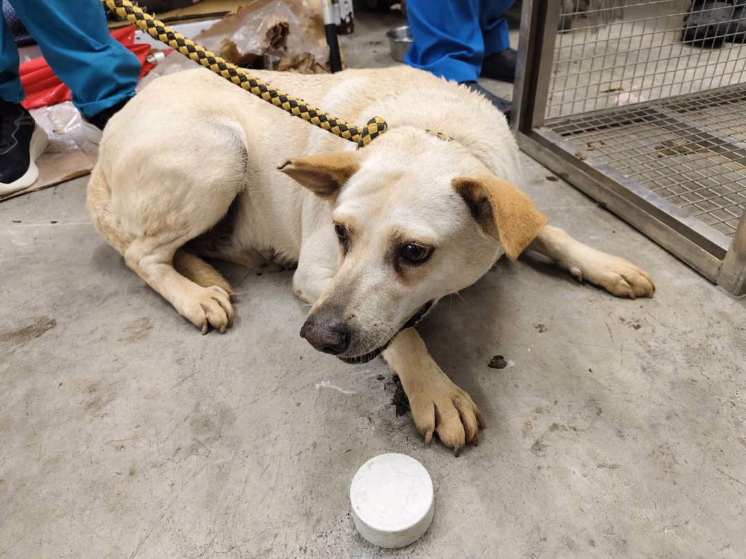 The dog, from the shelter's listing