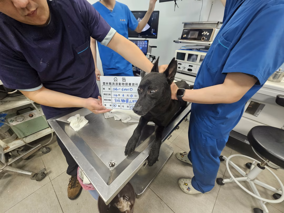 The dog, from the shelter's listing
