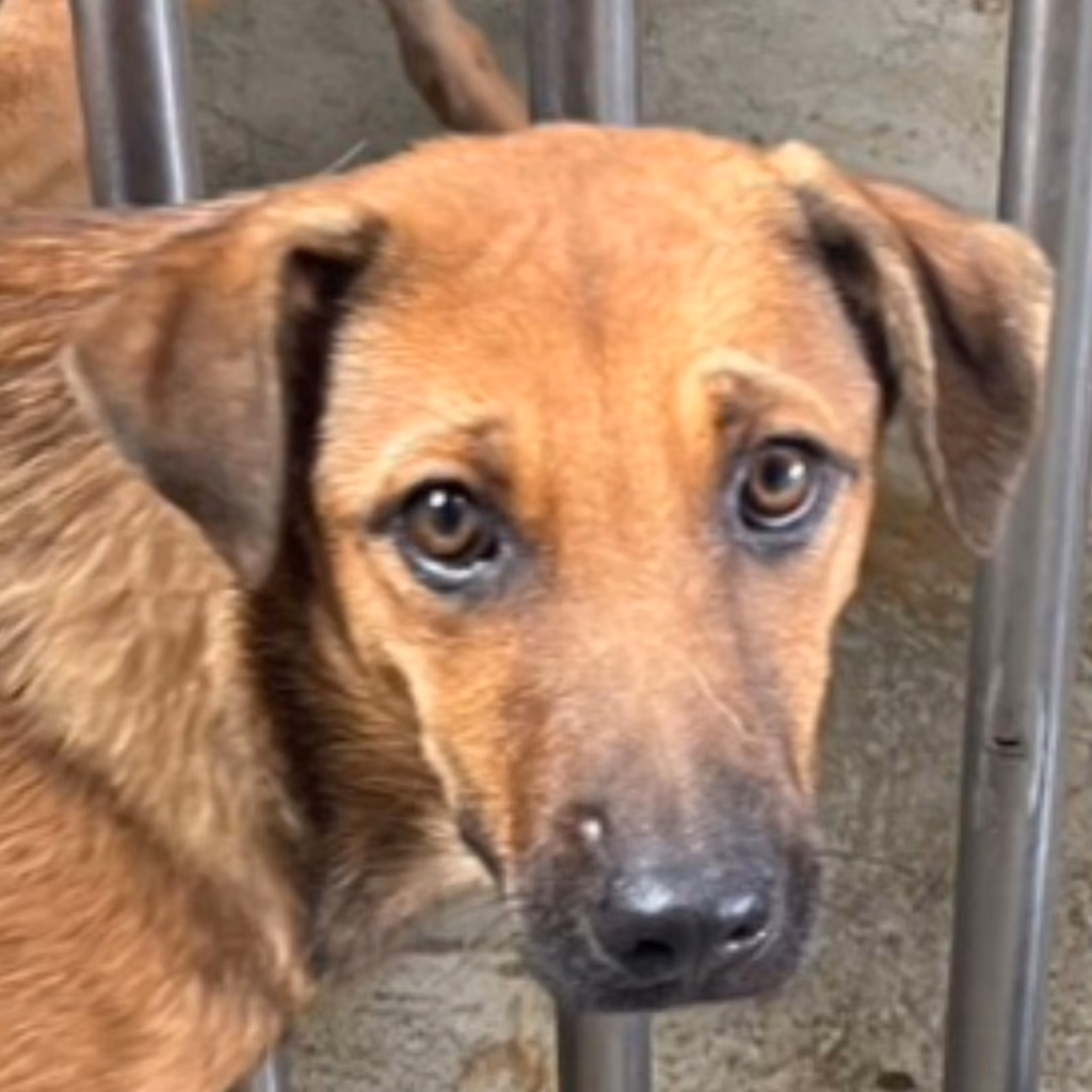 The dog, from the shelter's listing