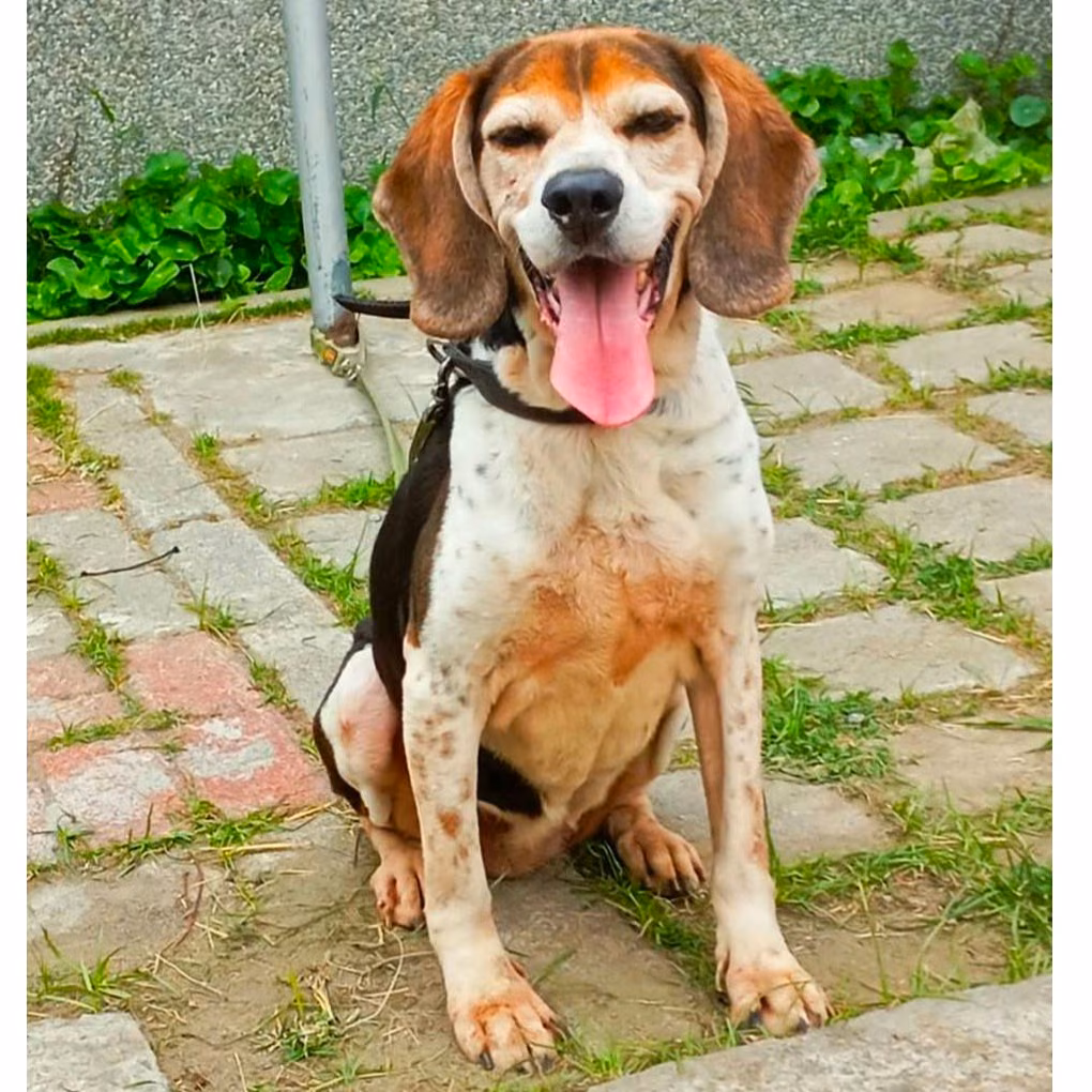 The dog, from the shelter's listing