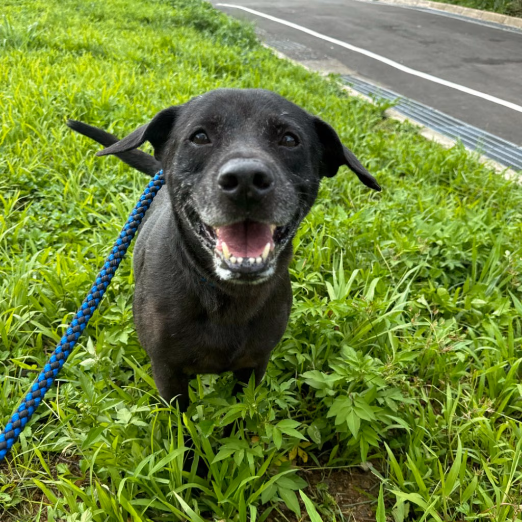 The dog, from the shelter's listing