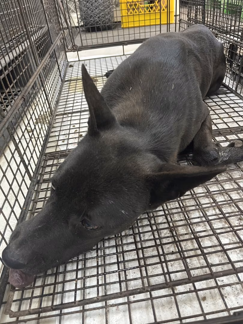 The dog, from the shelter's listing