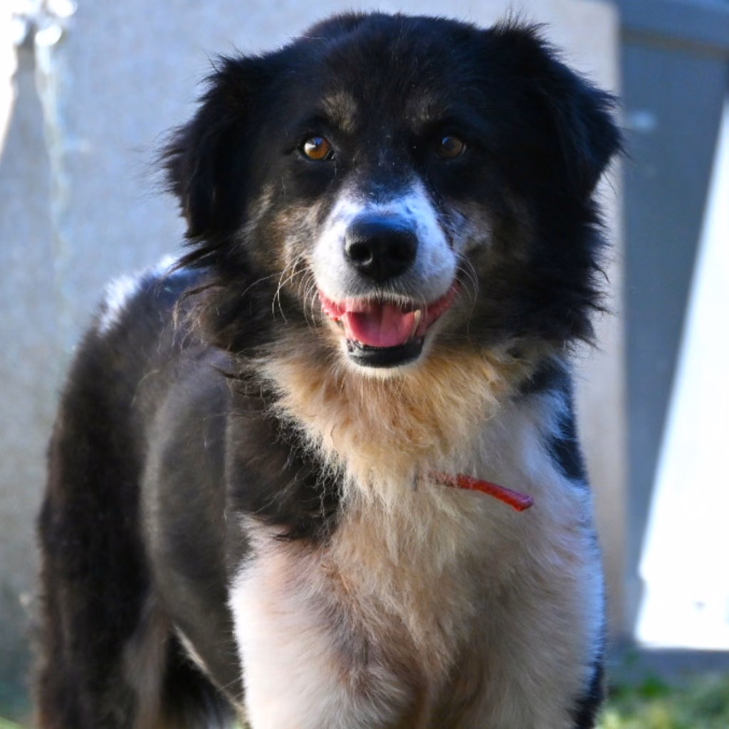 The dog, from the shelter's listing