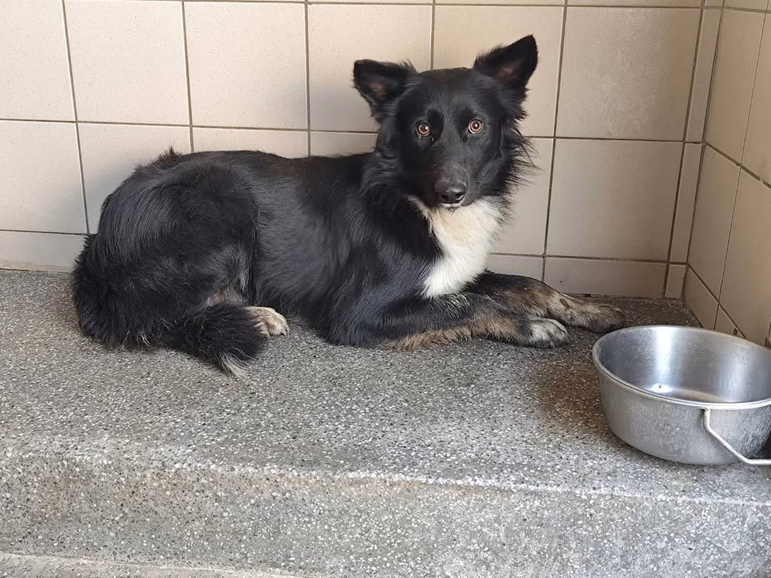 The dog, from the shelter's listing
