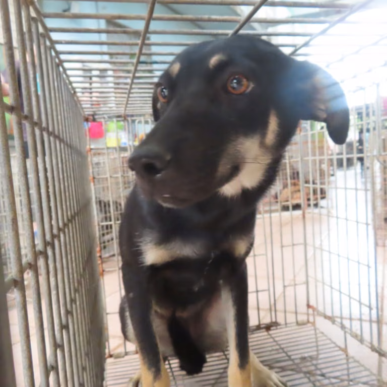 The dog, from the shelter's listing