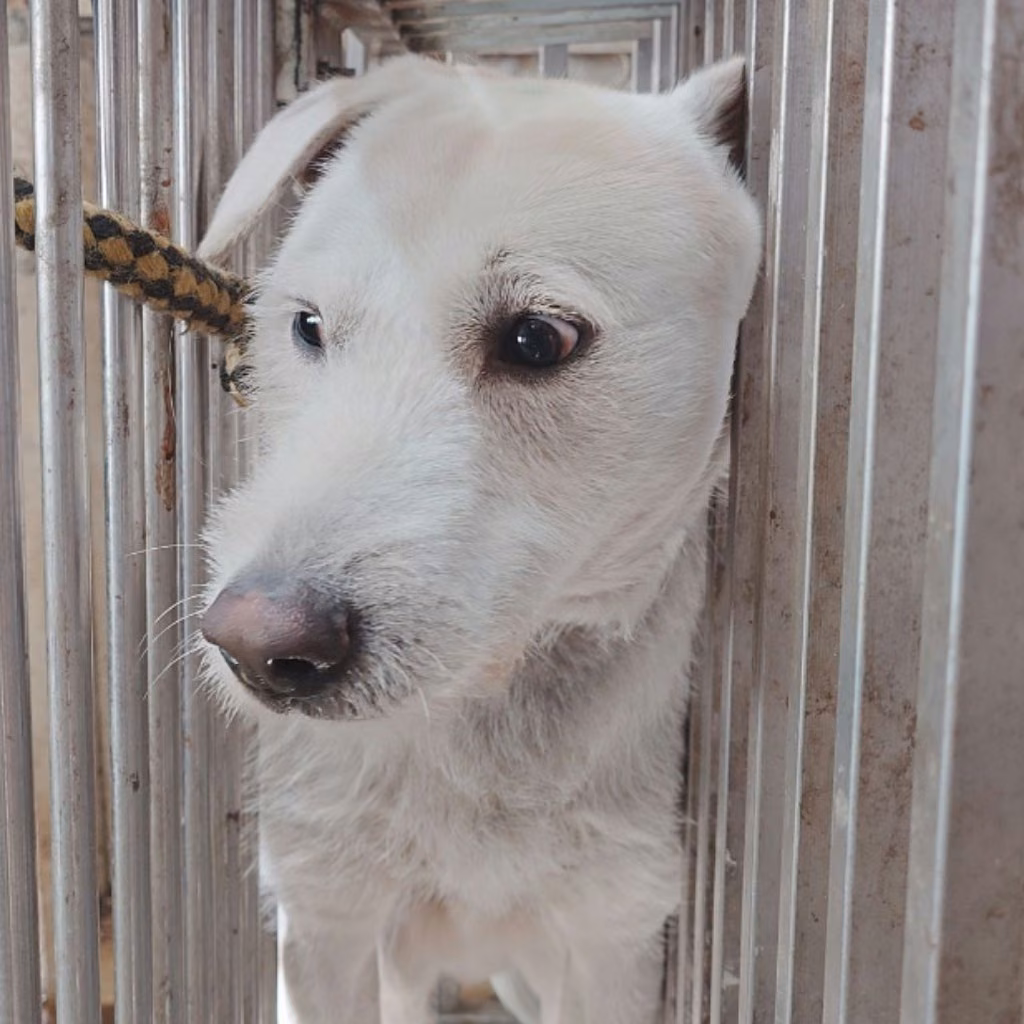 The dog, from the shelter's listing