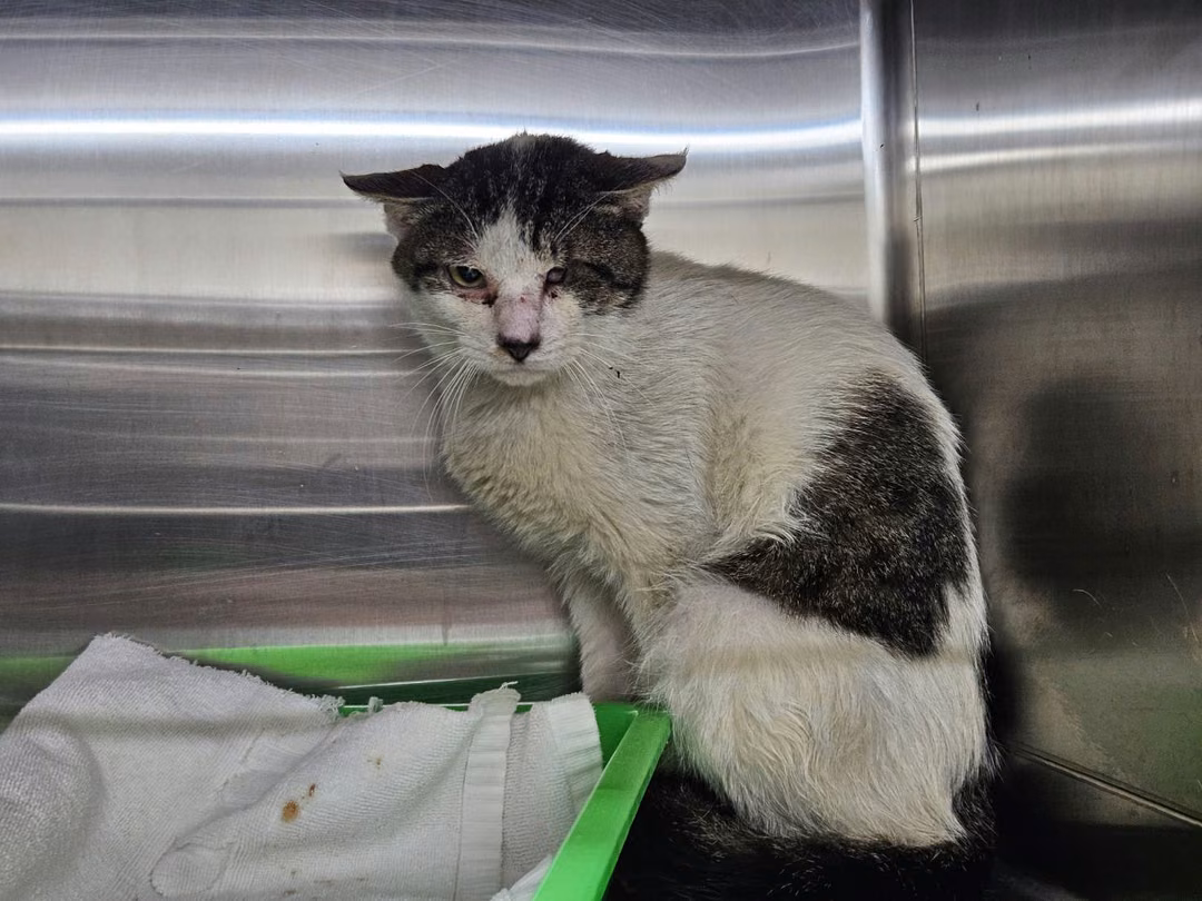 The cat, from the shelter's listing