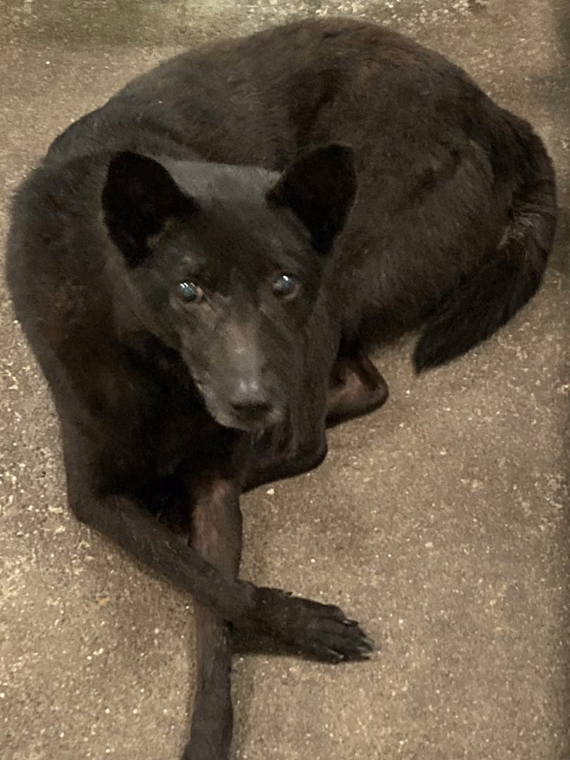 The dog, from the shelter's listing