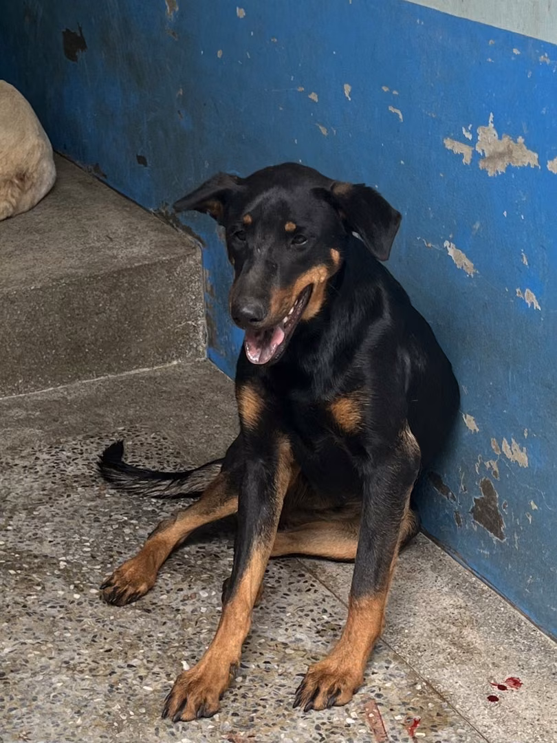The dog, from the shelter's listing