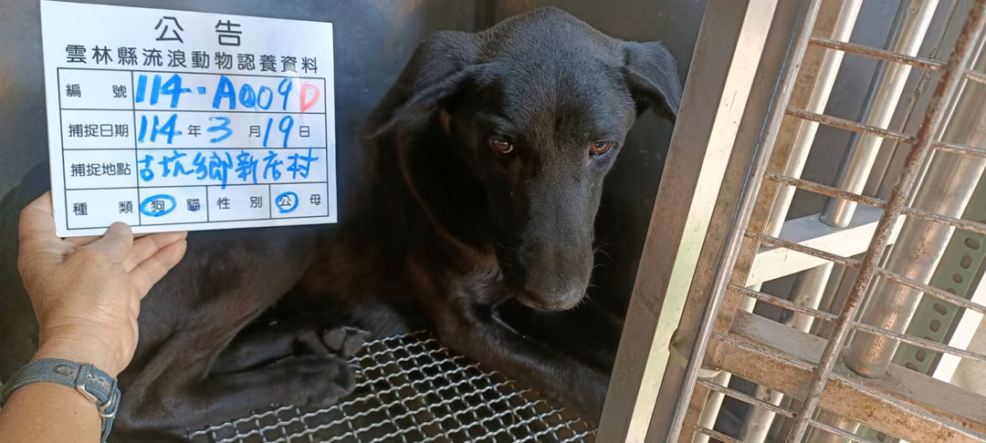 The dog, from the shelter's listing