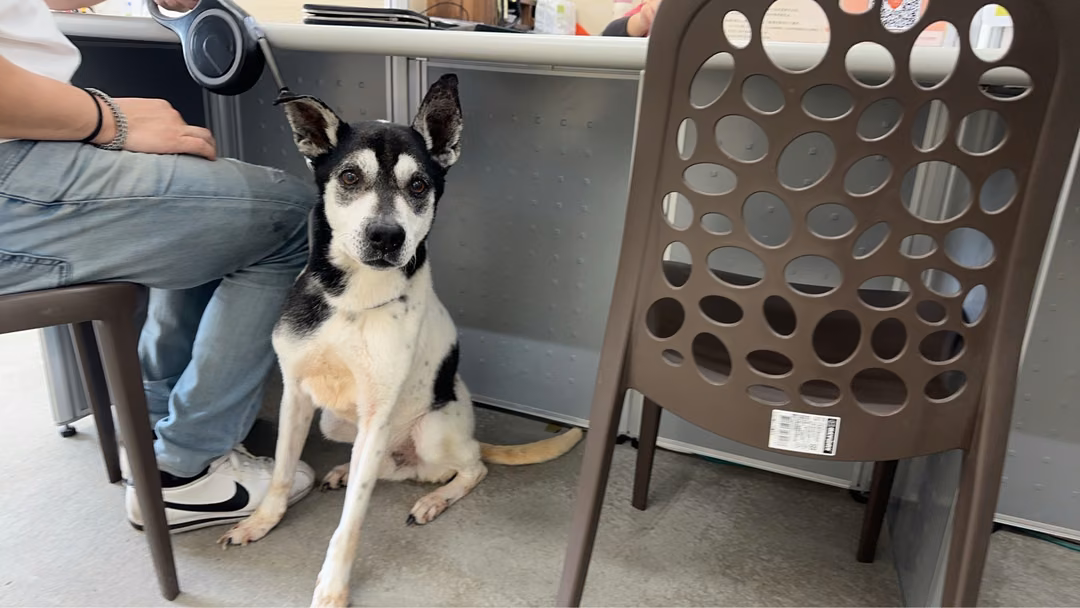 The dog, from the shelter's listing