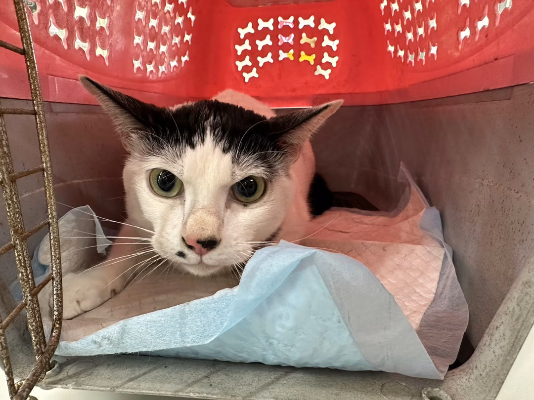 The cat, from the shelter's listing