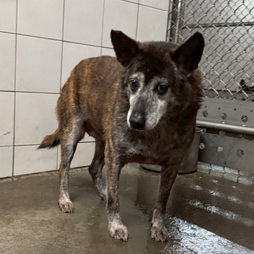 The dog, from the shelter's listing