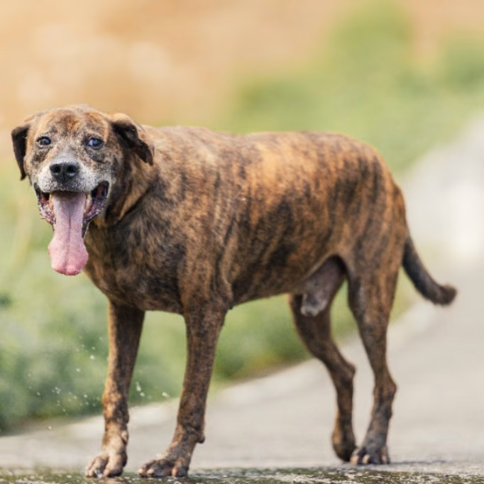 The dog, from the shelter's listing