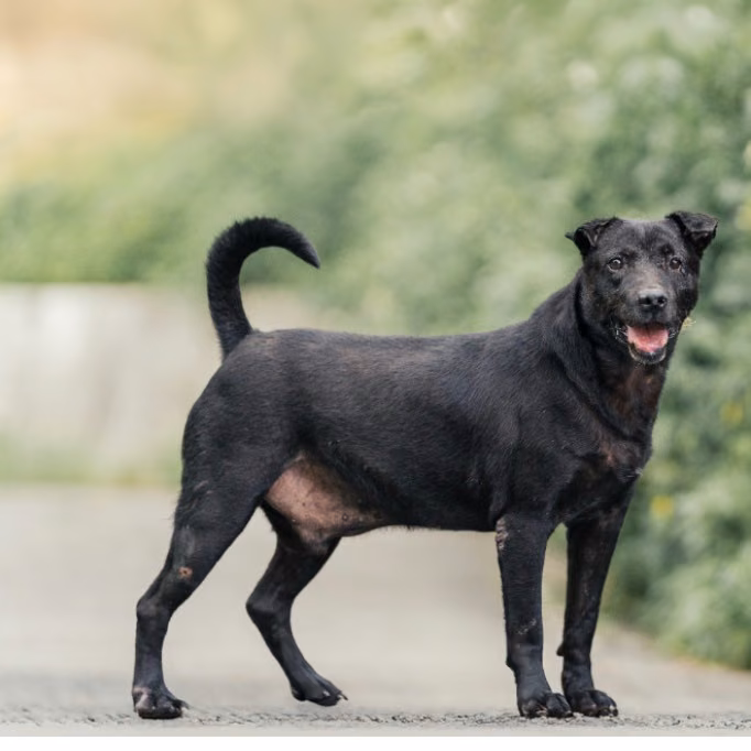 The dog, from the shelter's listing