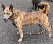 The dog, from the shelter's listing
