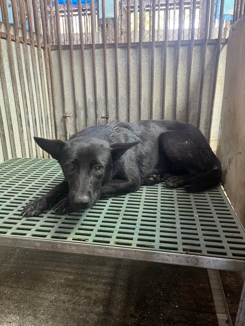 The dog, from the shelter's listing