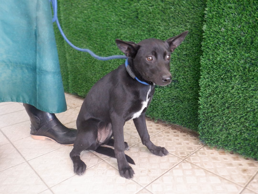 The dog, from the shelter's listing