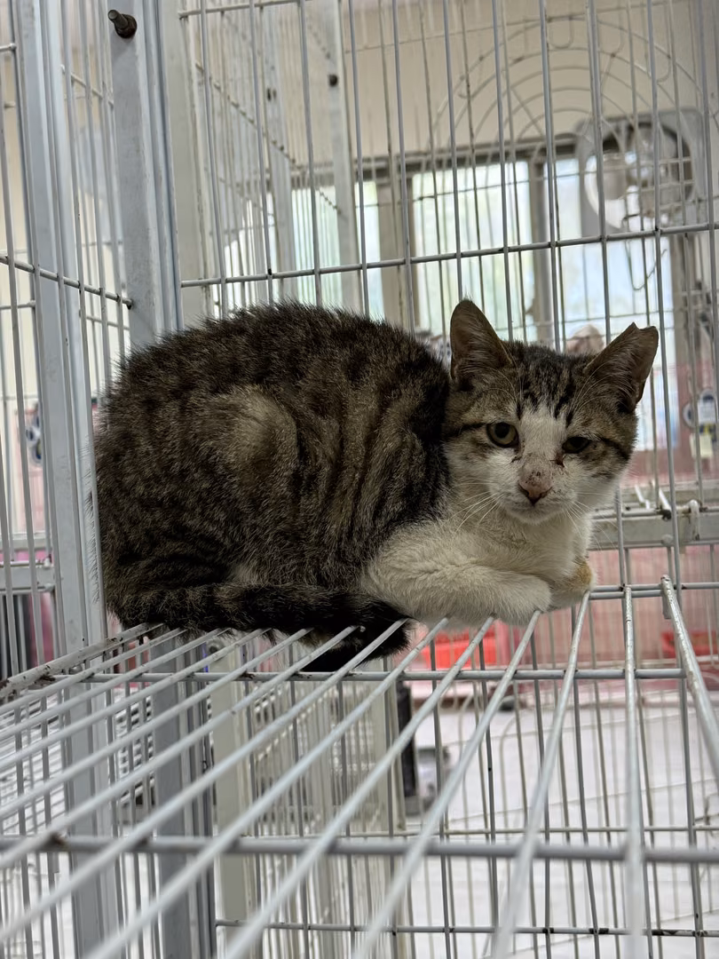 The cat, from the shelter's listing