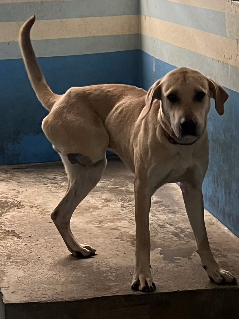 The dog, from the shelter's listing