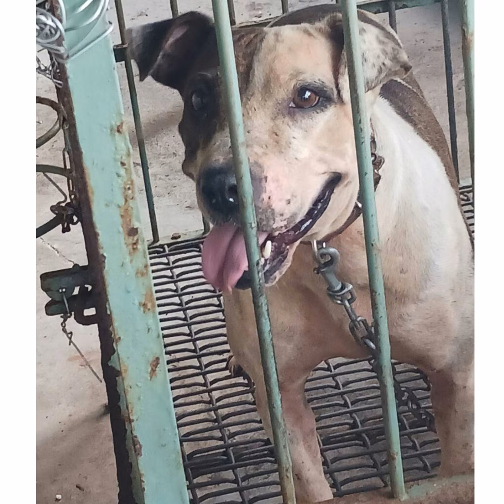 The dog, from the shelter's listing