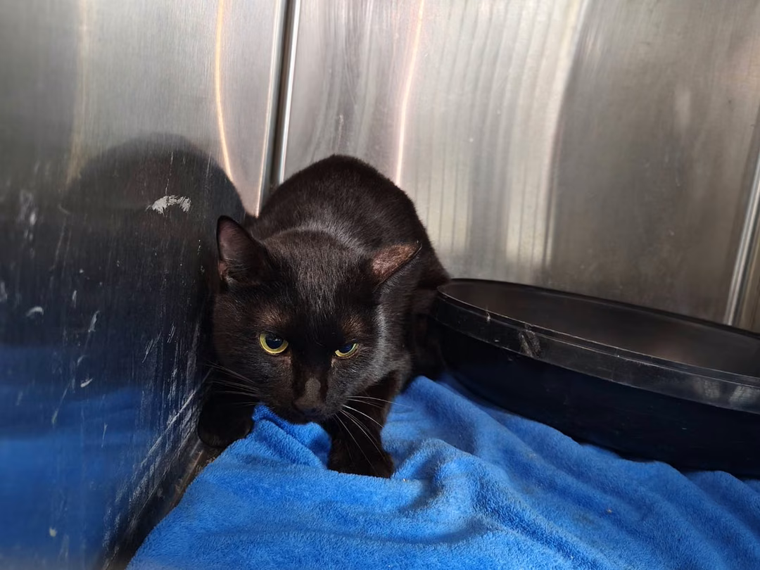 The cat, from the shelter's listing