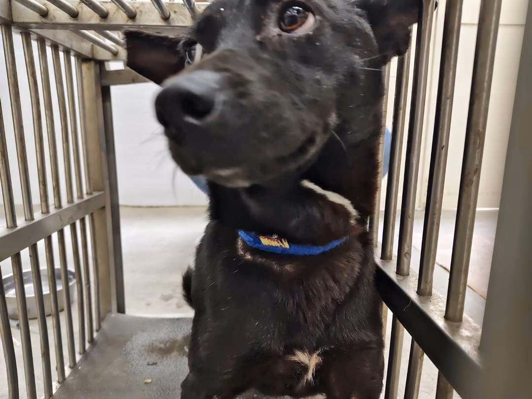 The dog, from the shelter's listing